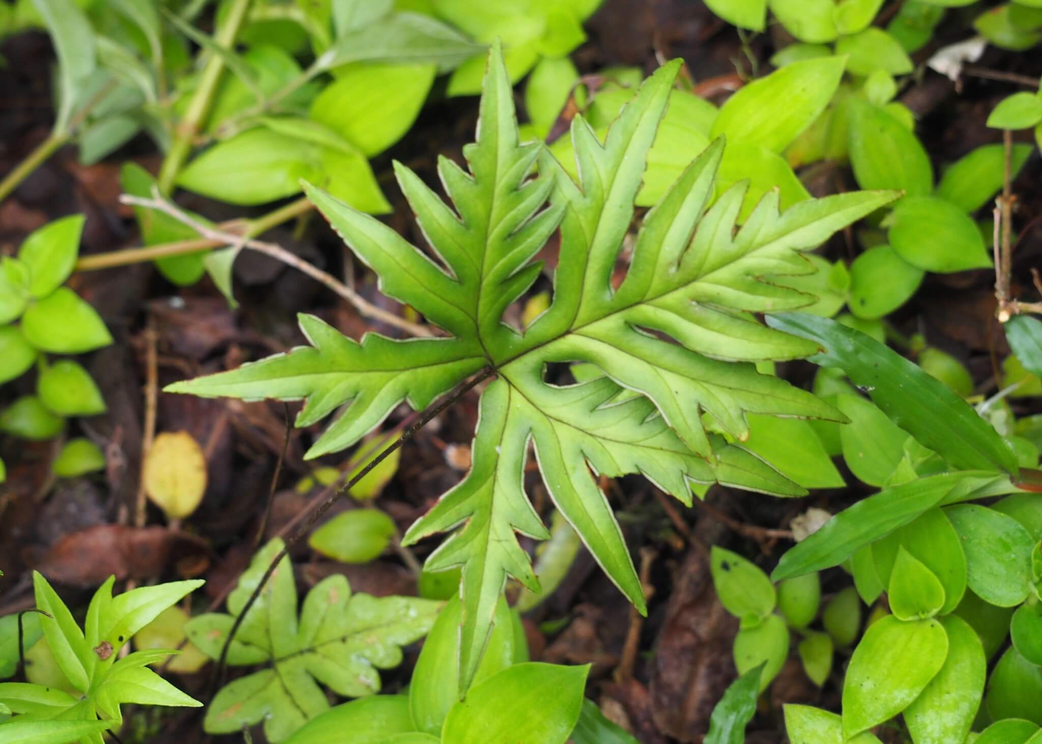Digit Fern image