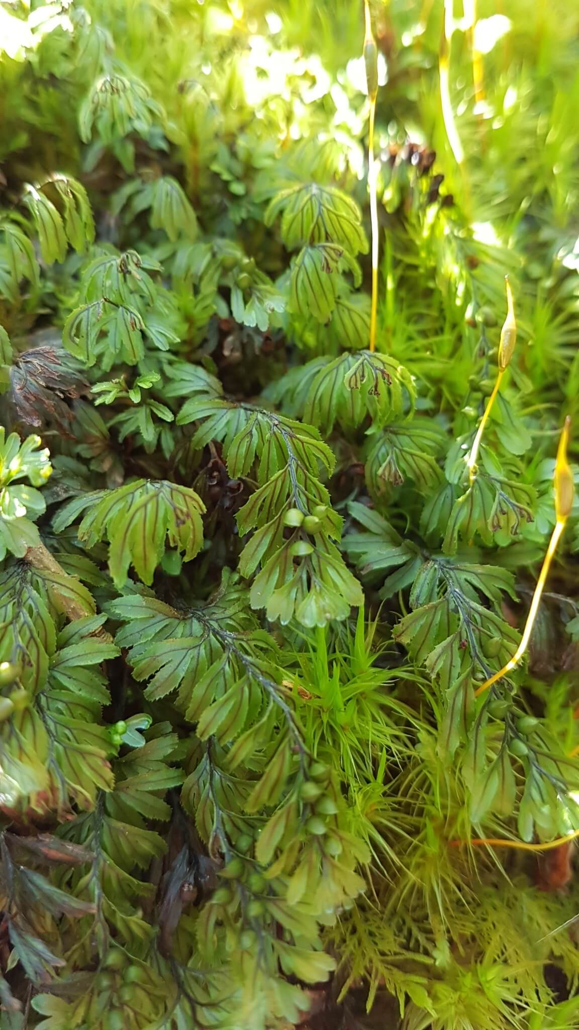 Wilson's Filmy Fern image