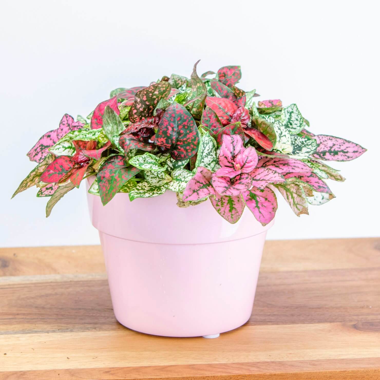 Polka Dot Plant image