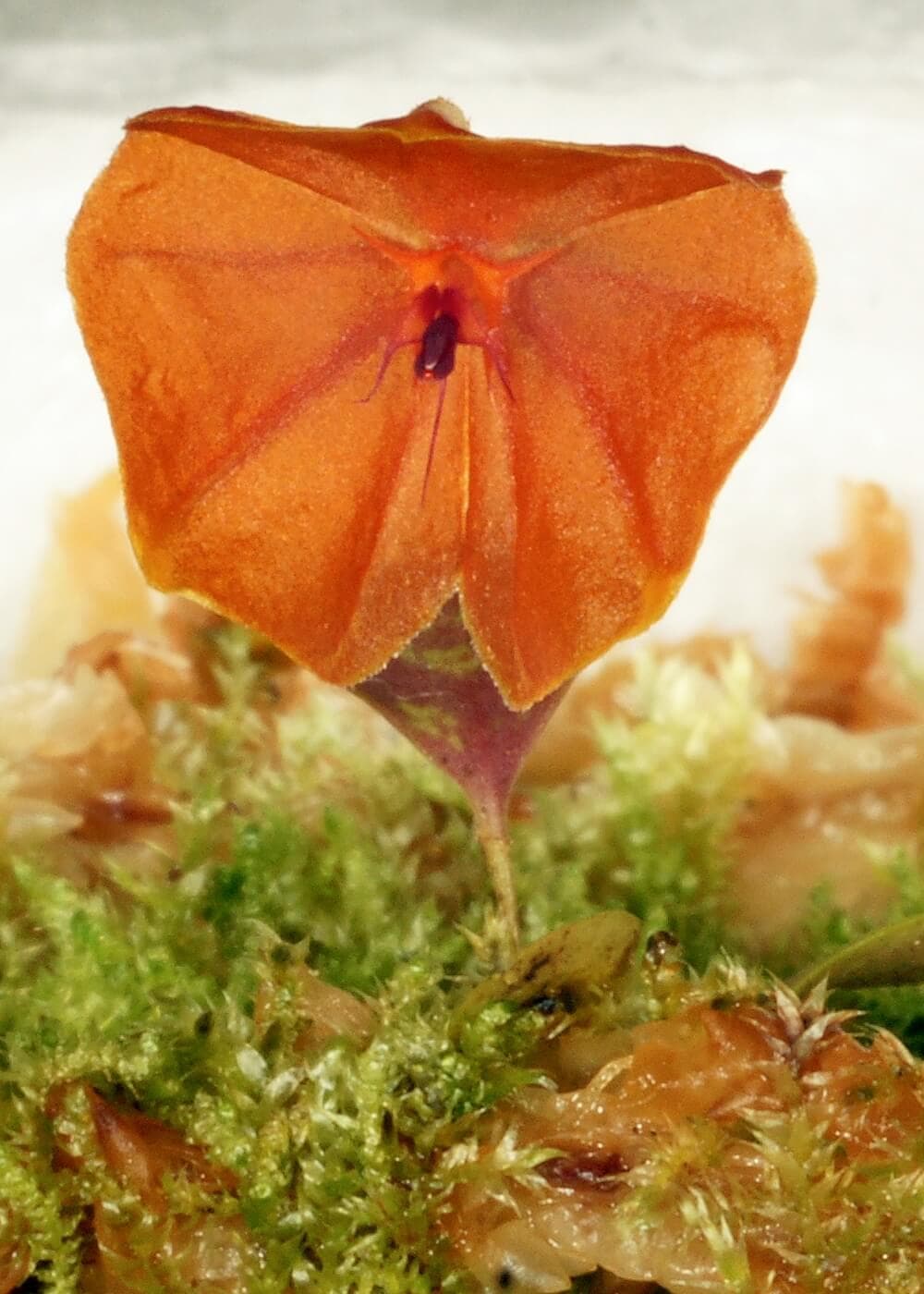 The Telipogon-Like Lepanthes image