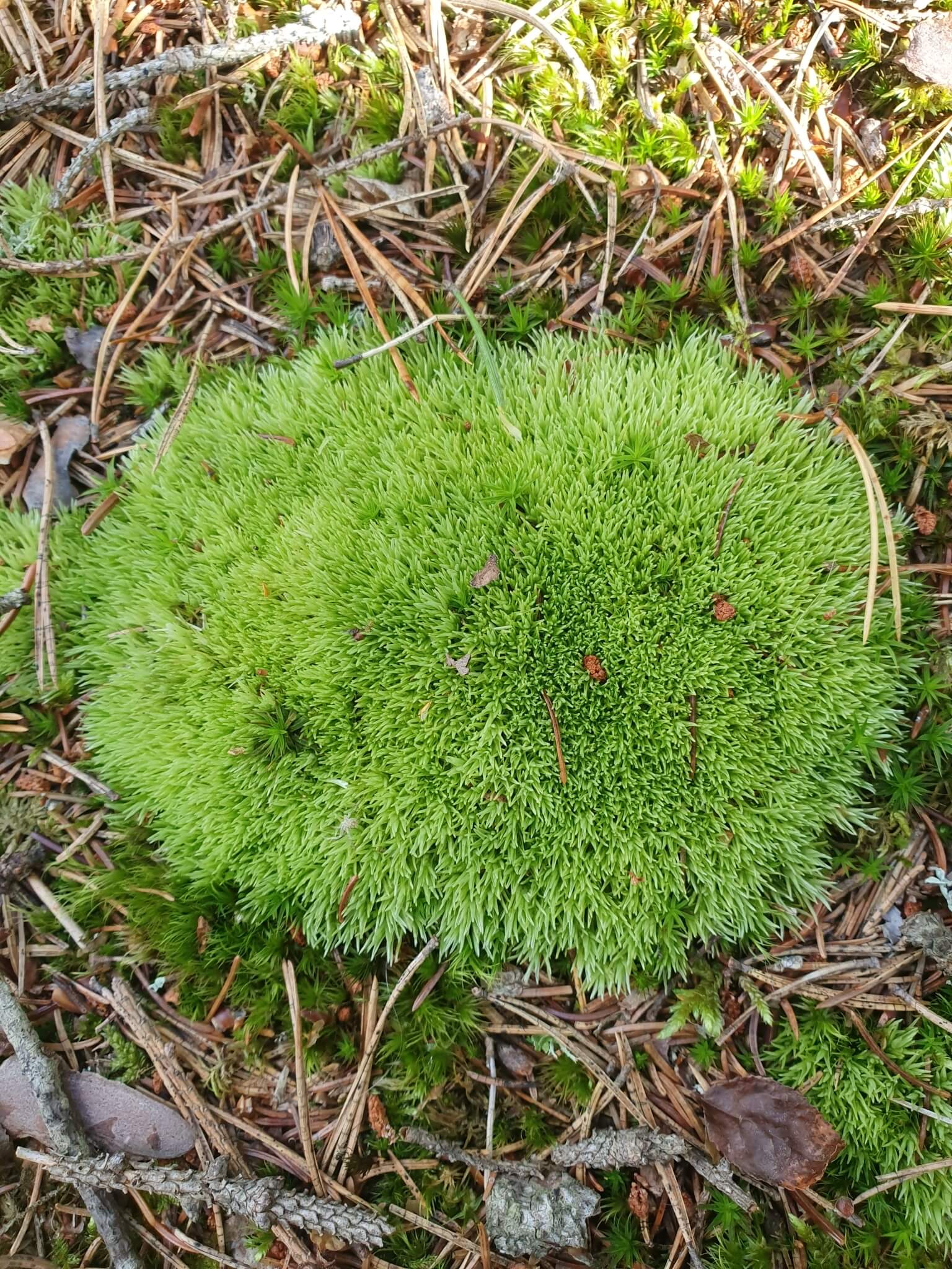 Cushion Moss image