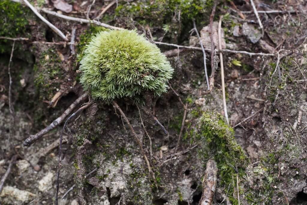 Smaller White-moss image