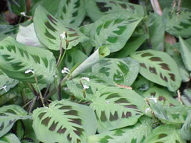 Prayer Plant image