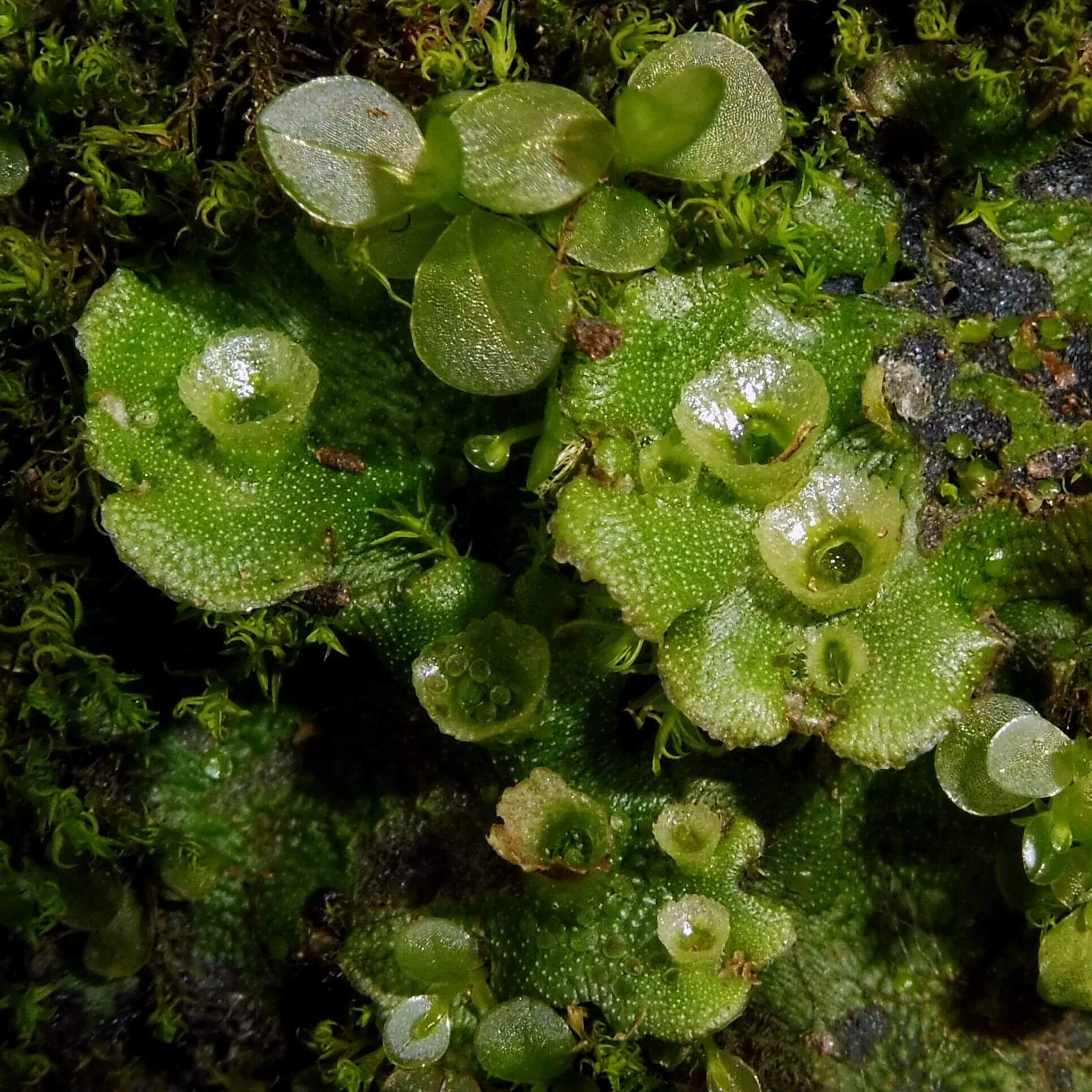 Common Liverwort image