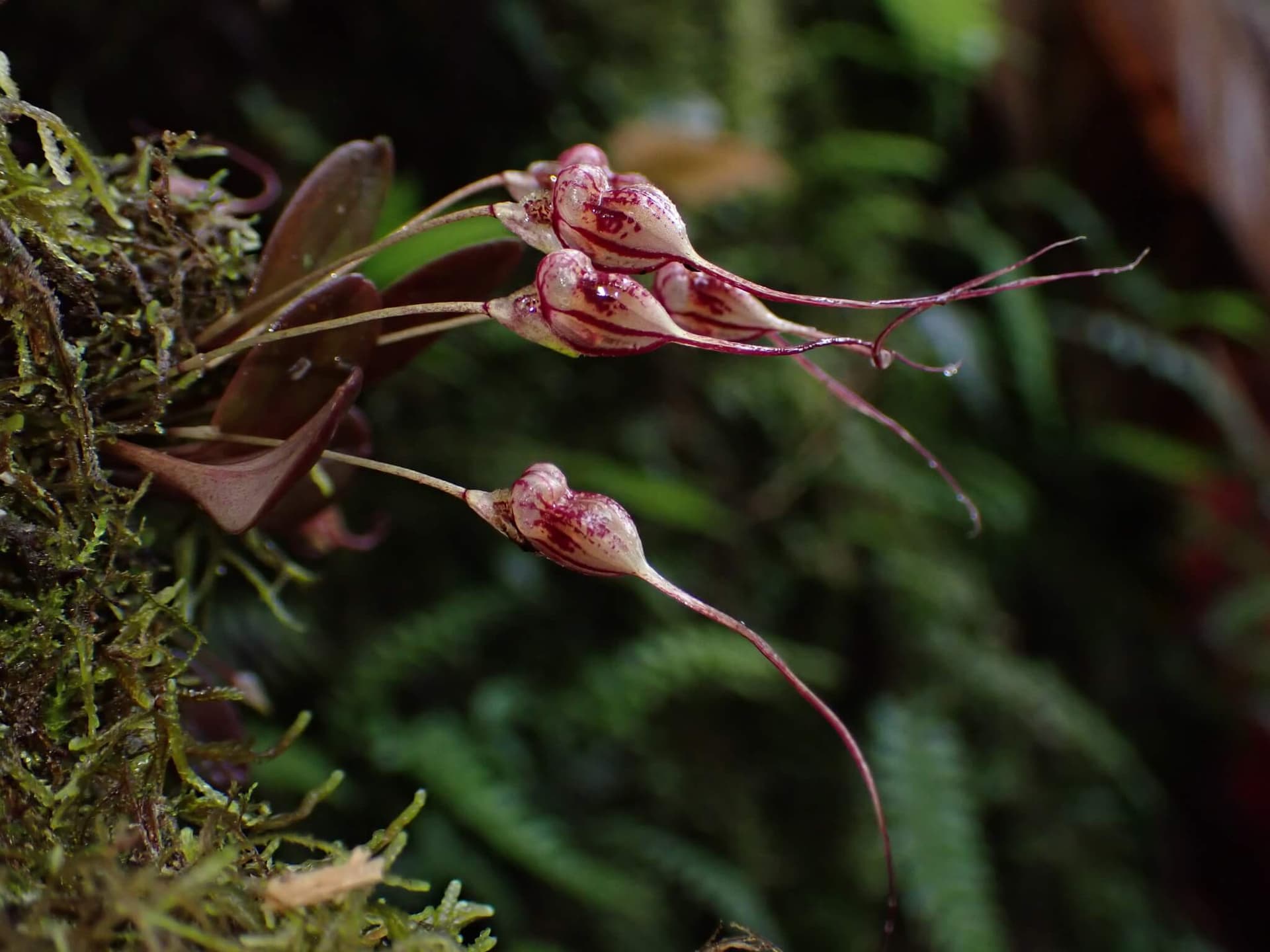 Nesting Masdevallia image
