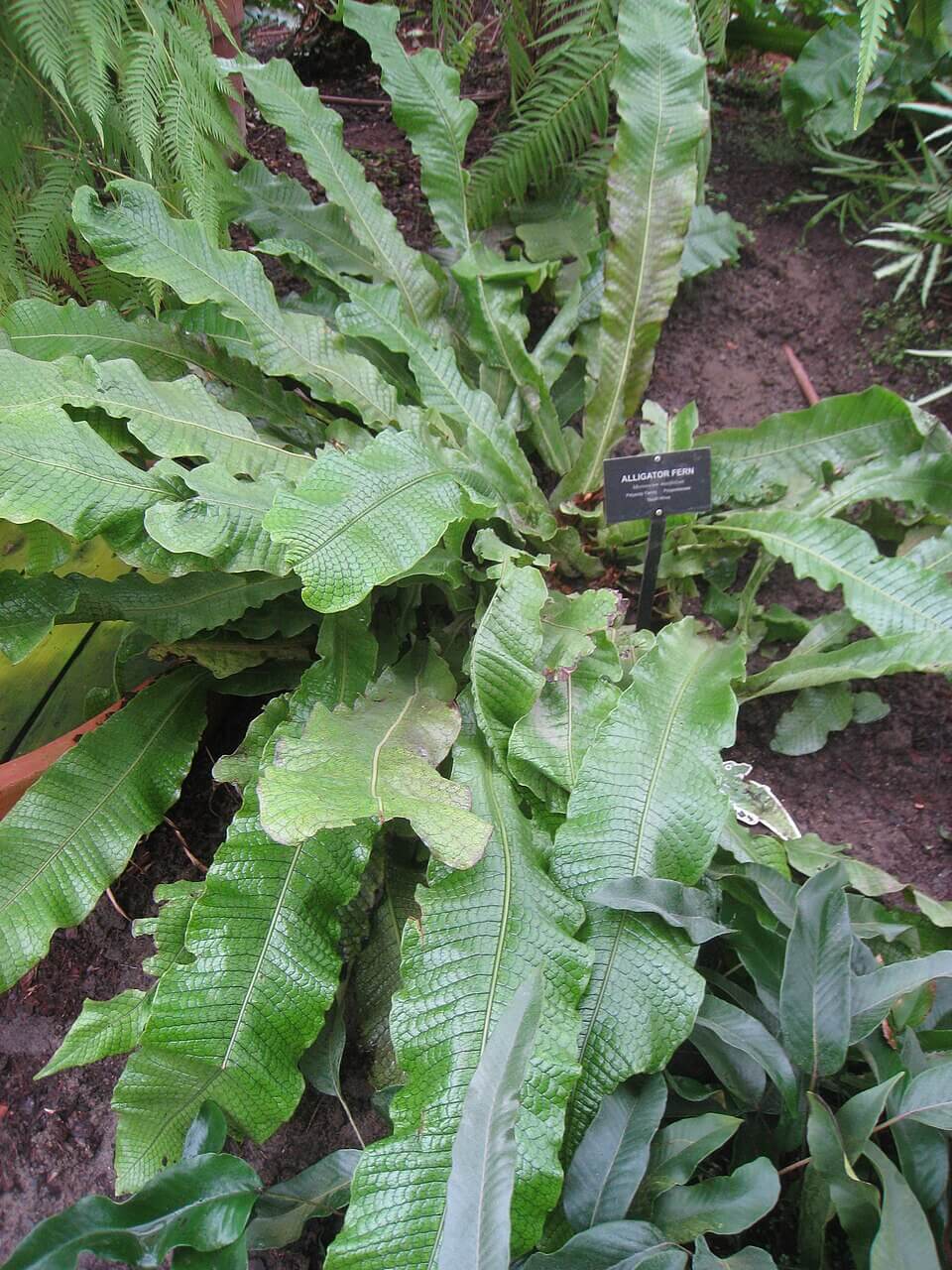 Crocodile Fern image