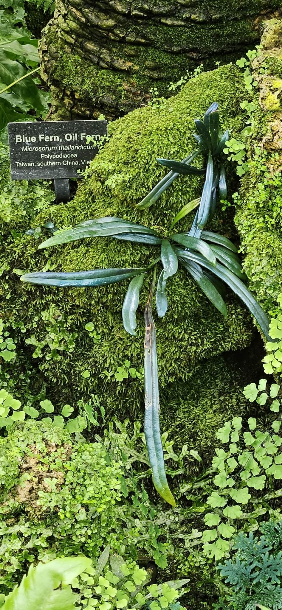 Blue Oil Fern image