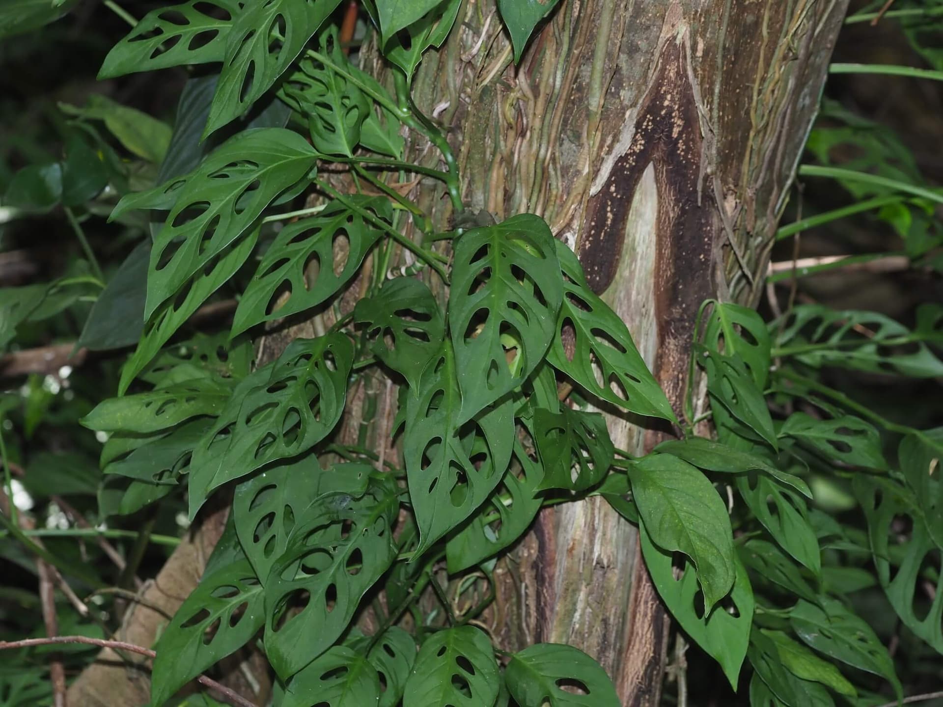 Swiss Cheese Vine image
