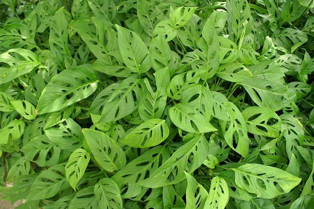 Monkey Mask Plant image