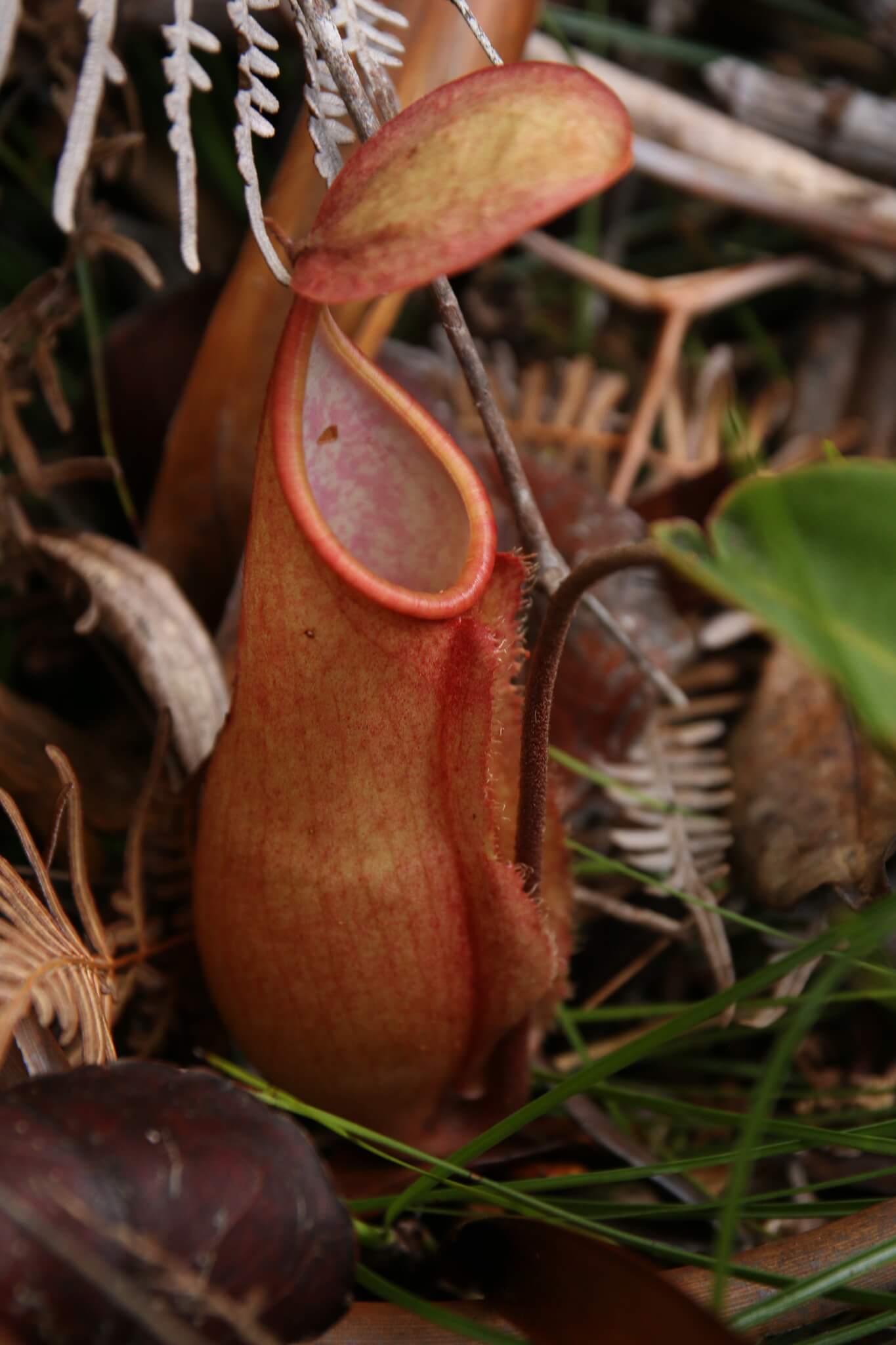 Nepenthes Hybrids image