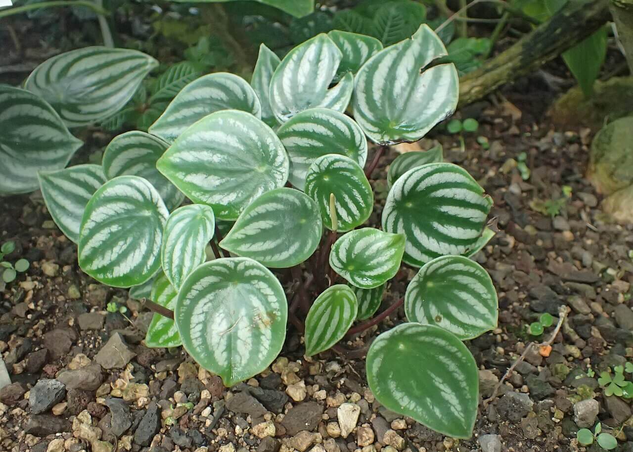 Watermelon Peperomia image