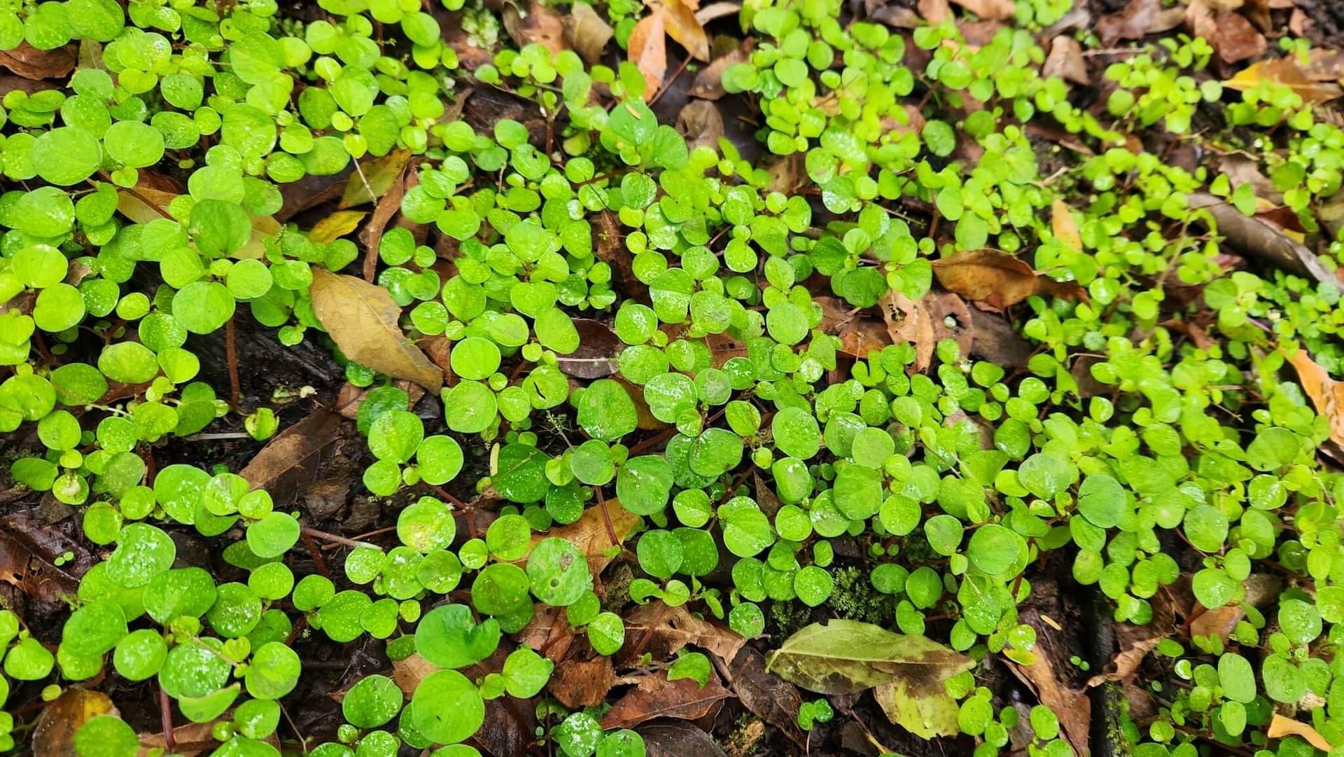 Hispid Peperomia image