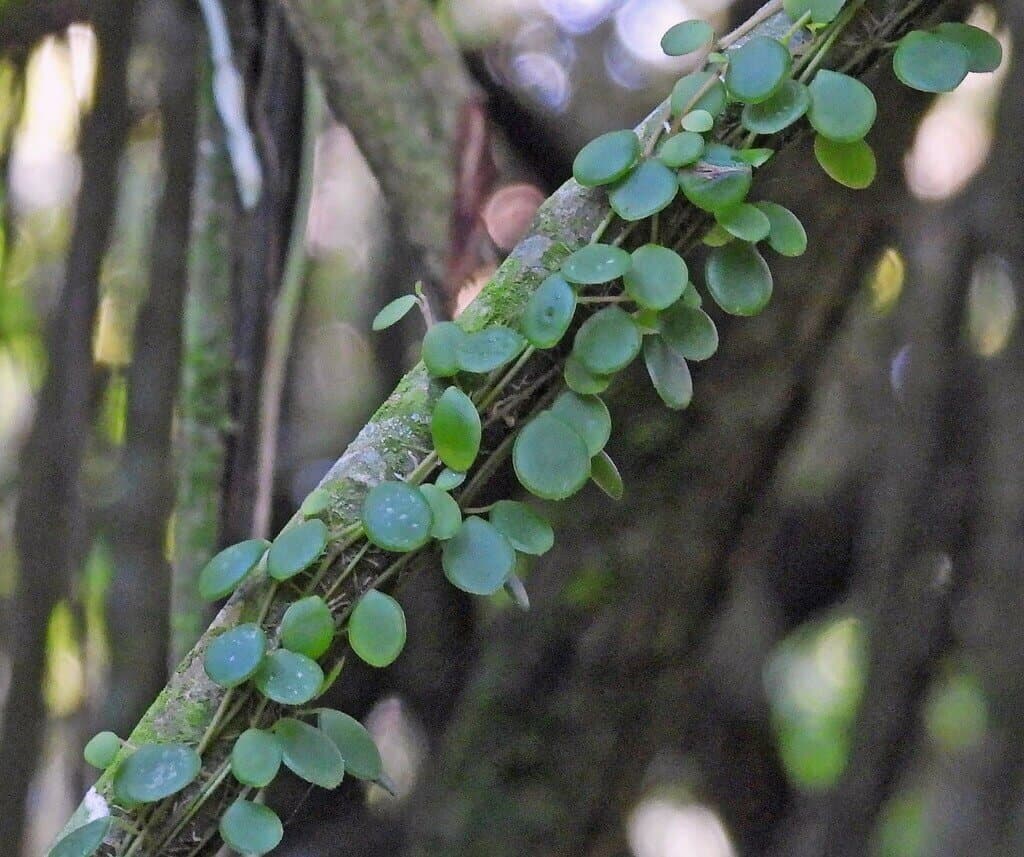 Peperomia rotundifolia image