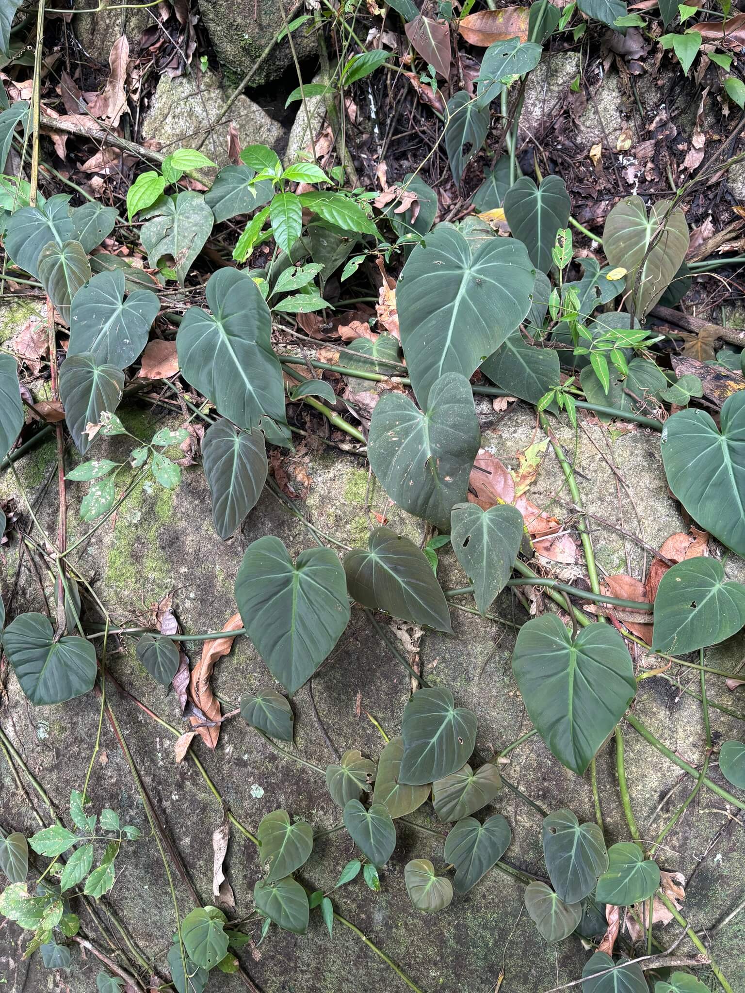 Velvet Leaf Philodendron image