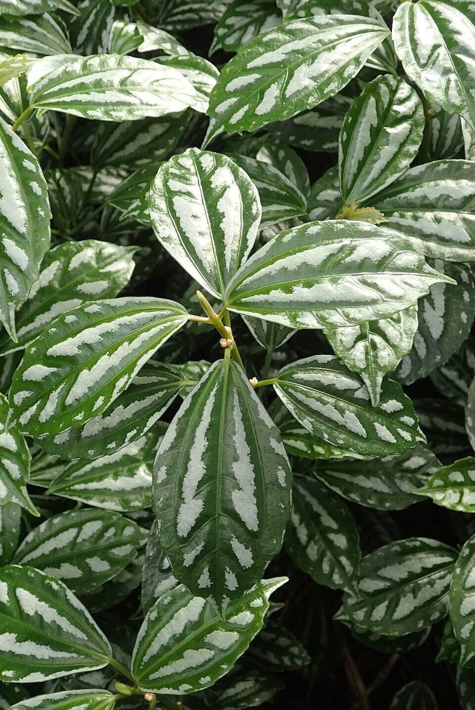 Pilea cadierei image