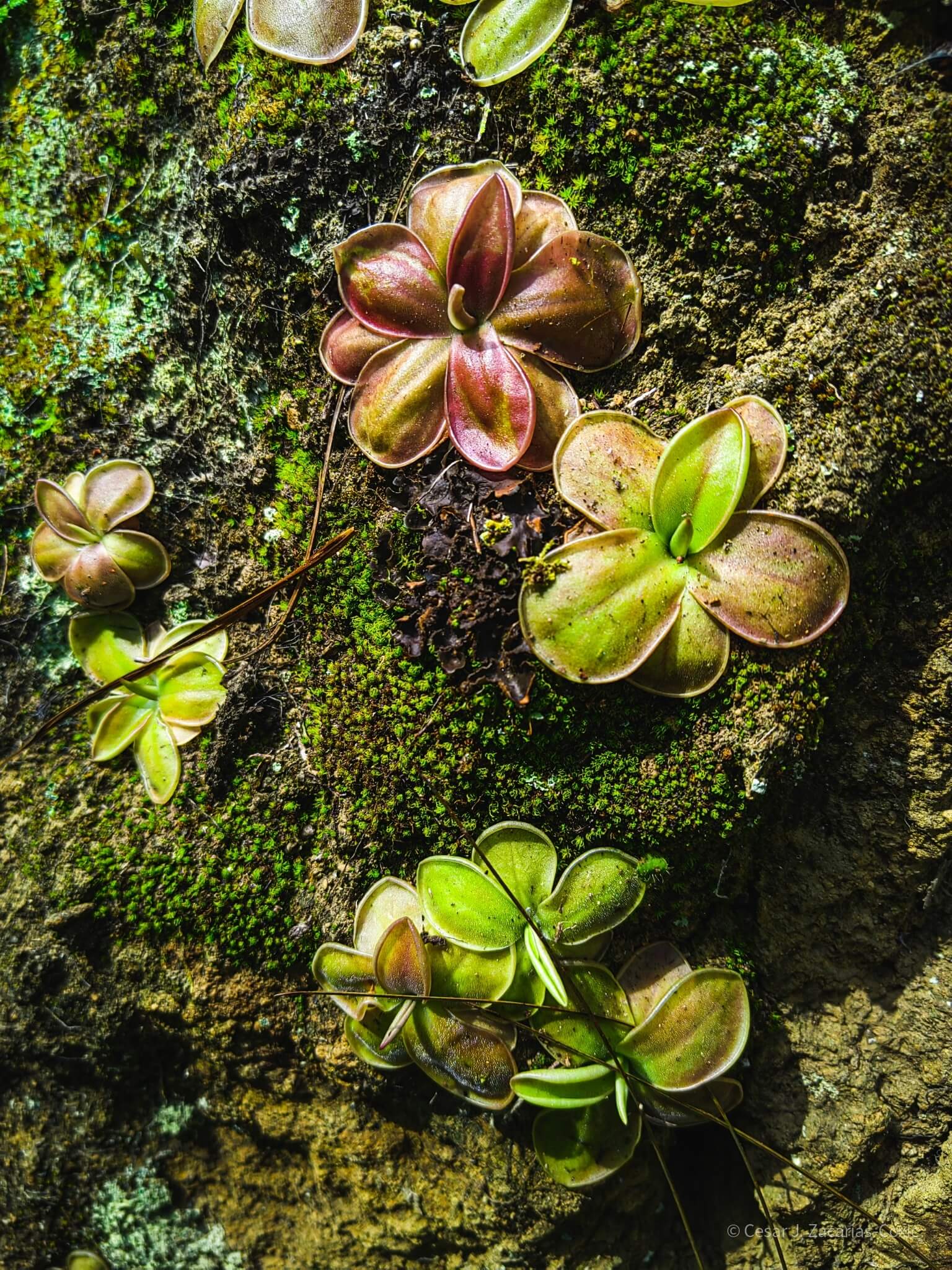 Mexican Butterwort image