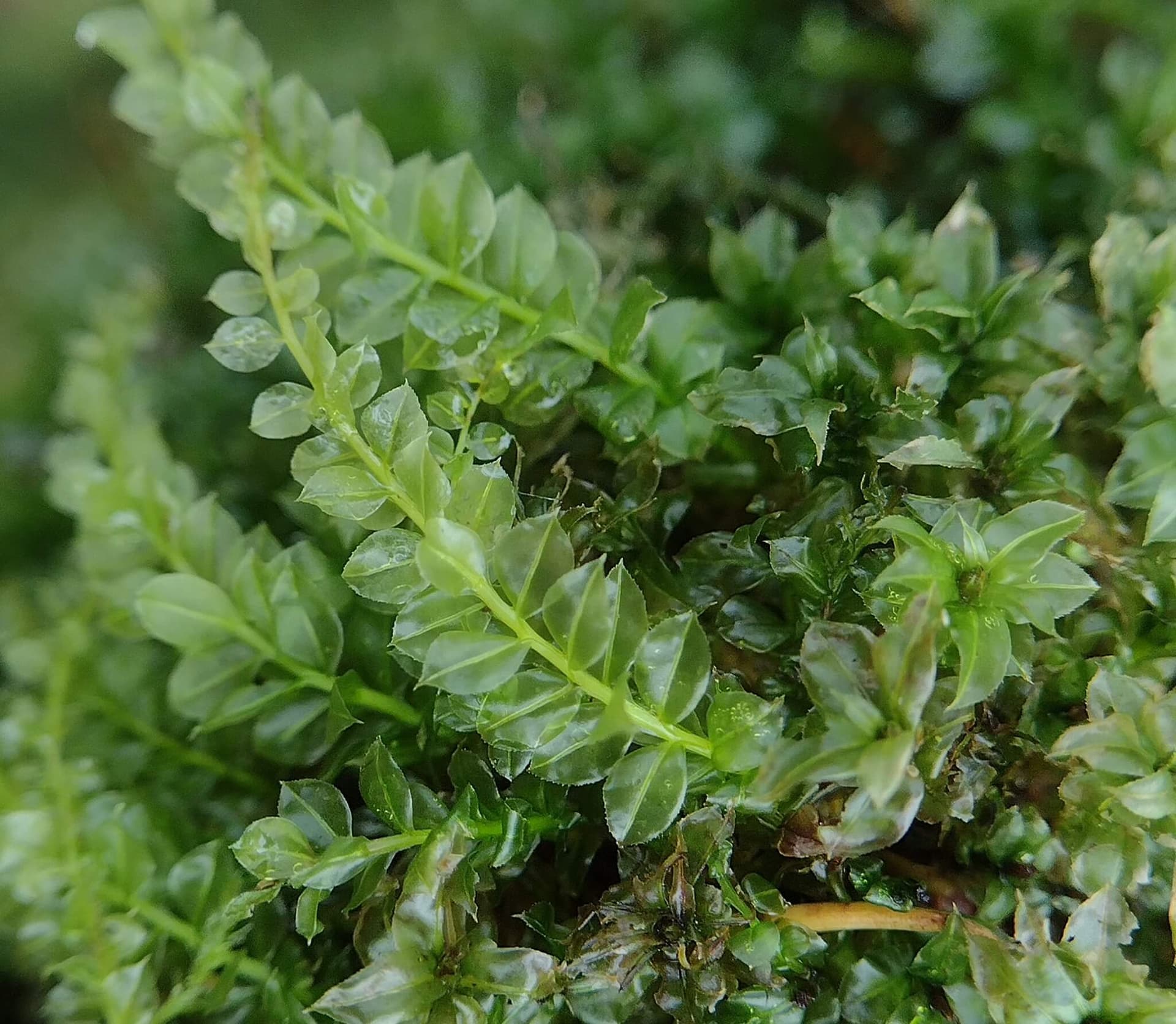 Baby Tooth Moss image