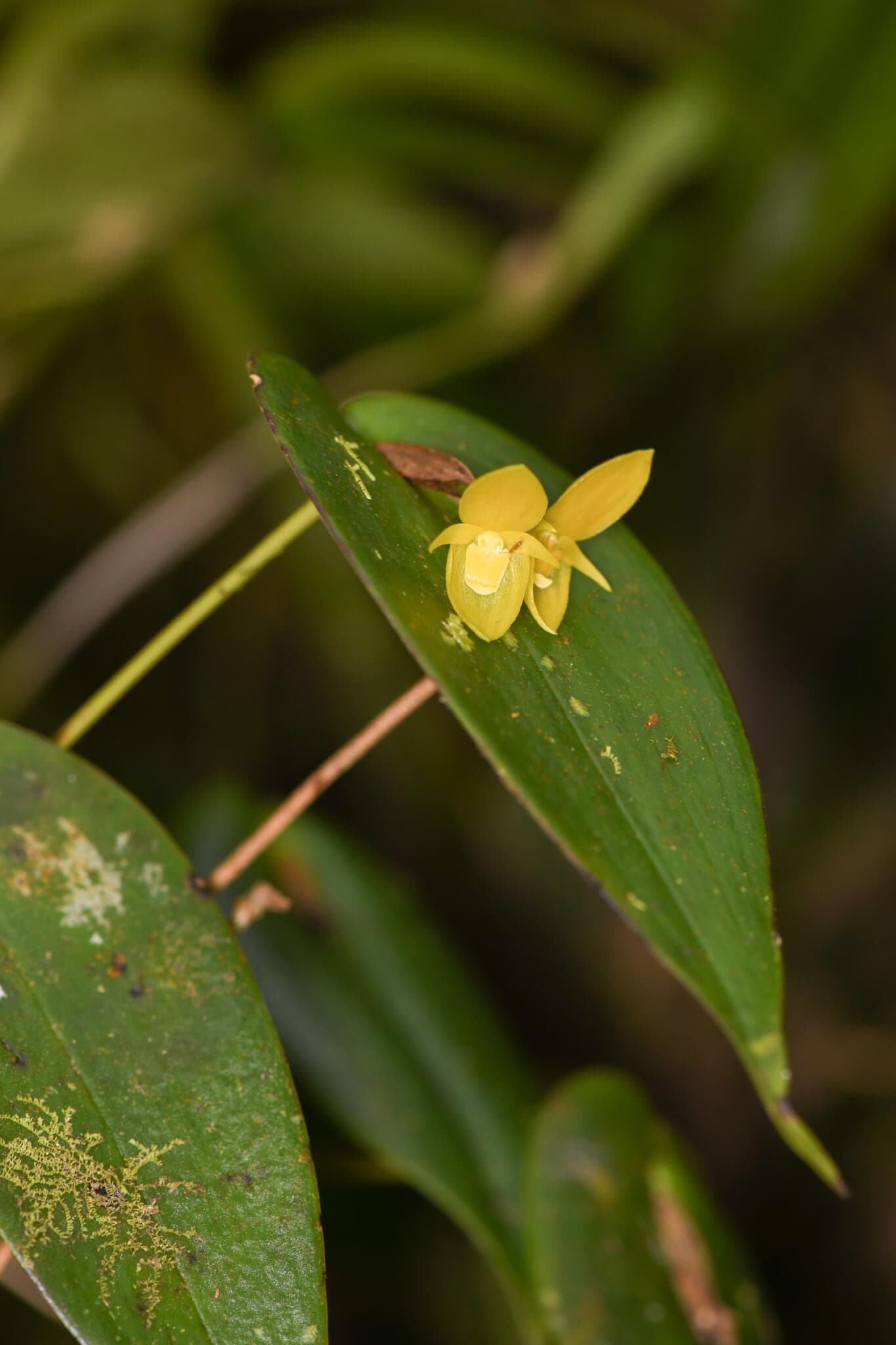 Costa Rican Pleurothallis image