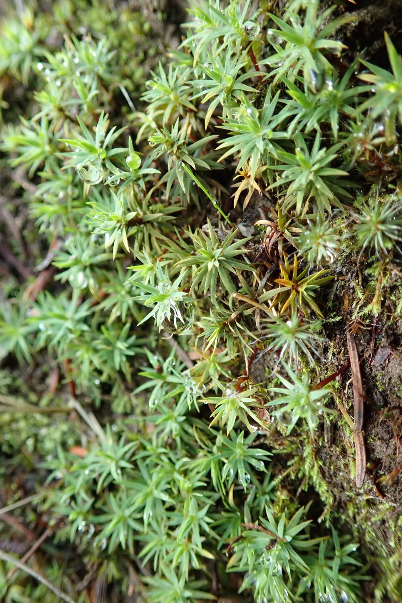 Urn Haircap Moss image
