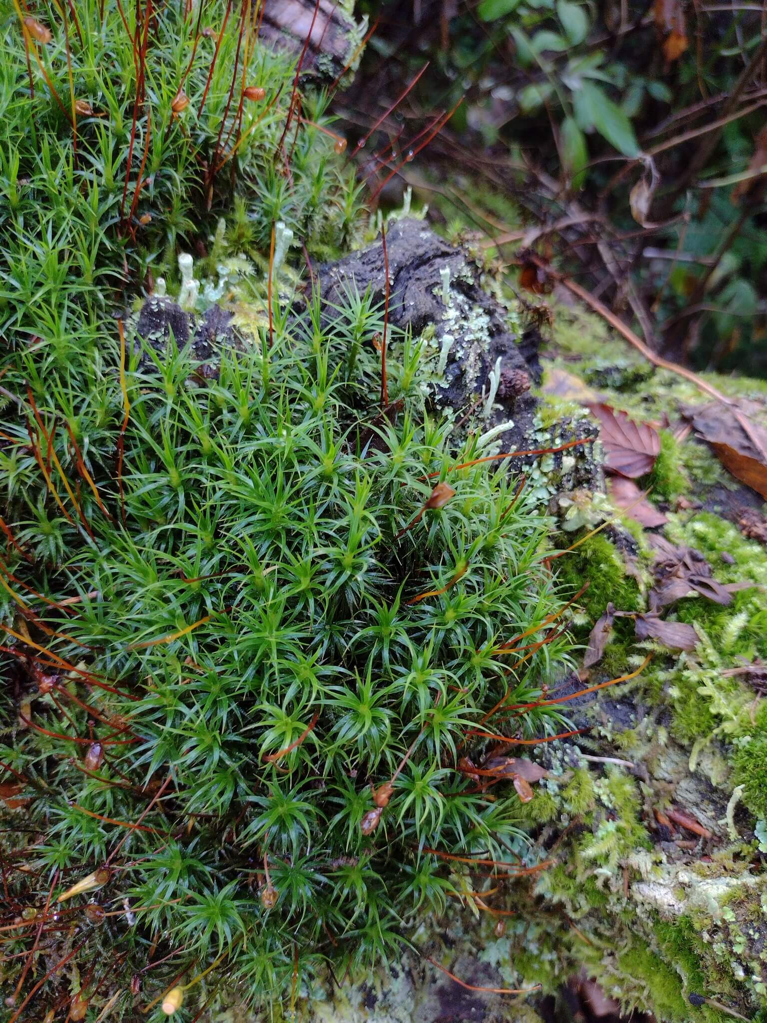 Bank Haircap Moss image