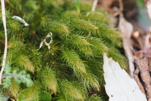 Pyrrhobryum Moss image