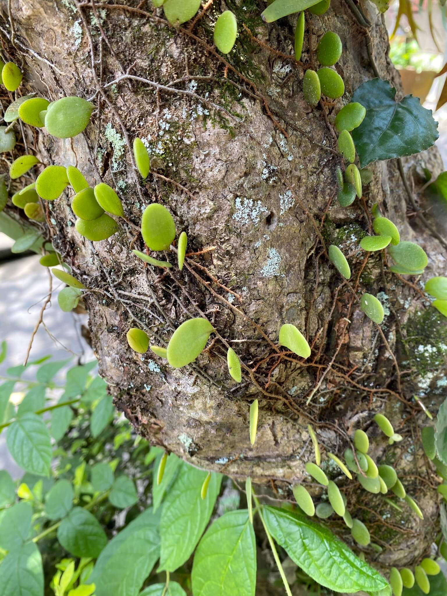 Dragon Scale Fern image