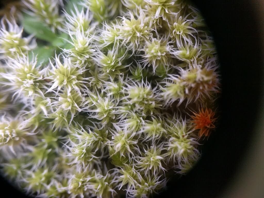 Hoary Fringe-moss image