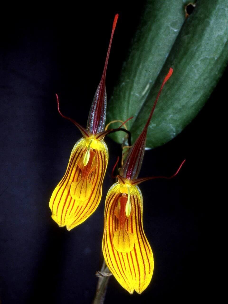 Falkenberg's Restrepia image