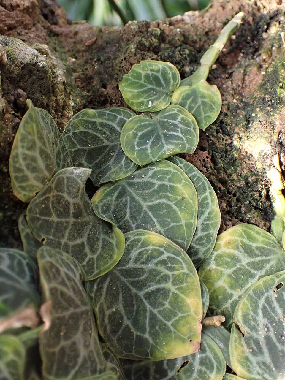 Shingle Plant image