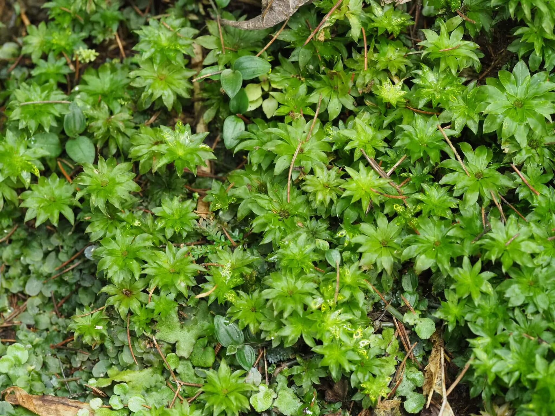 Umbrella Moss image