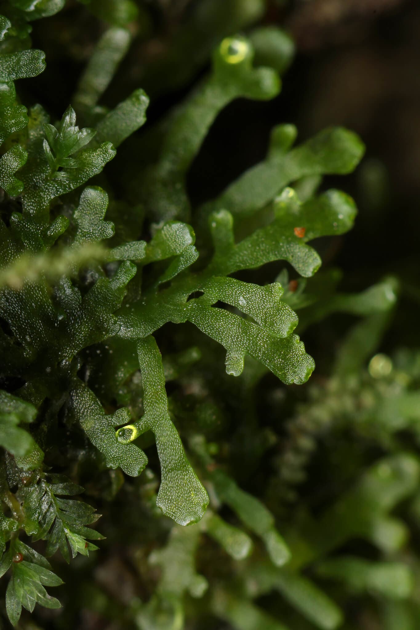 Coral Moss image