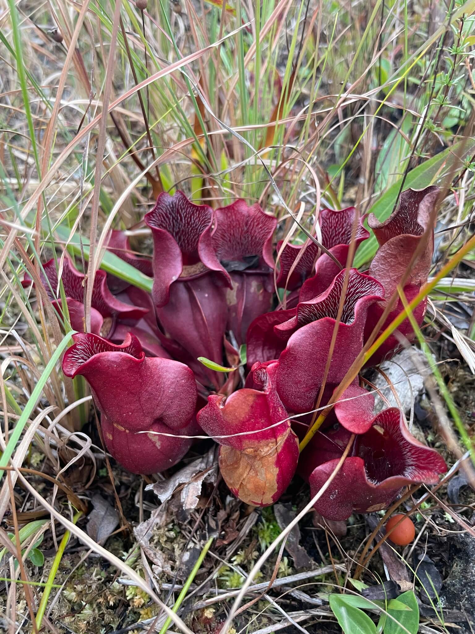 Southern Purple Pitcher Plant image
