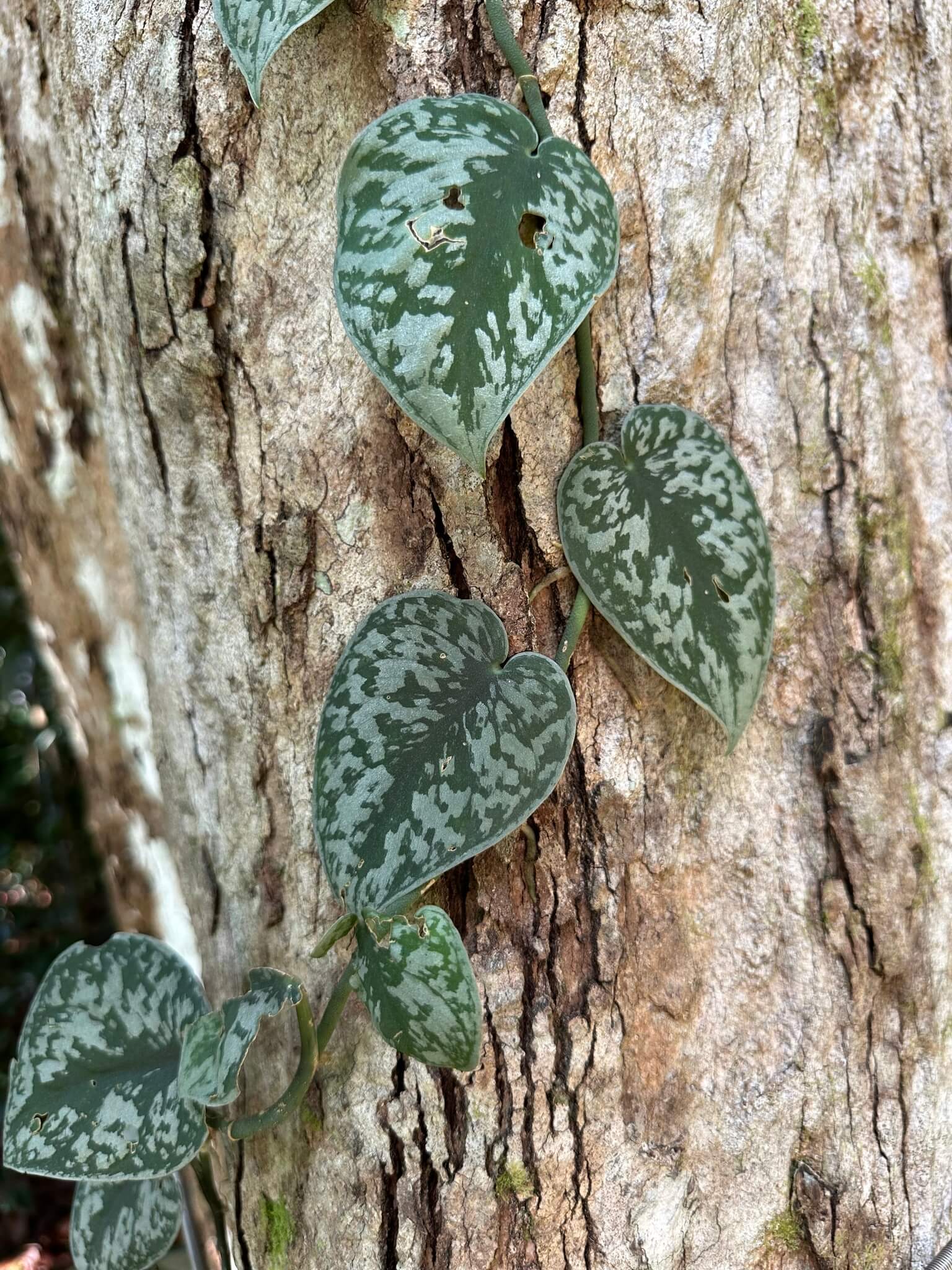 Satin Pothos image