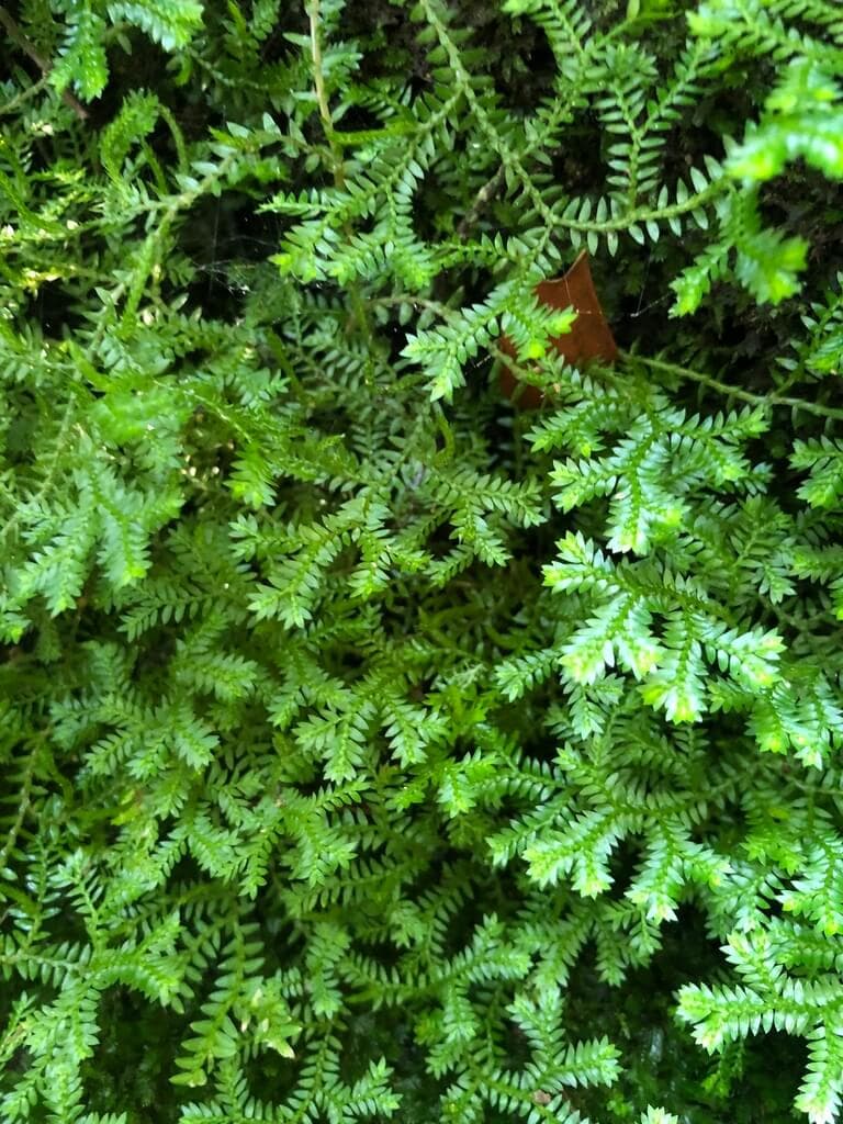 Krauss's Clubmoss image