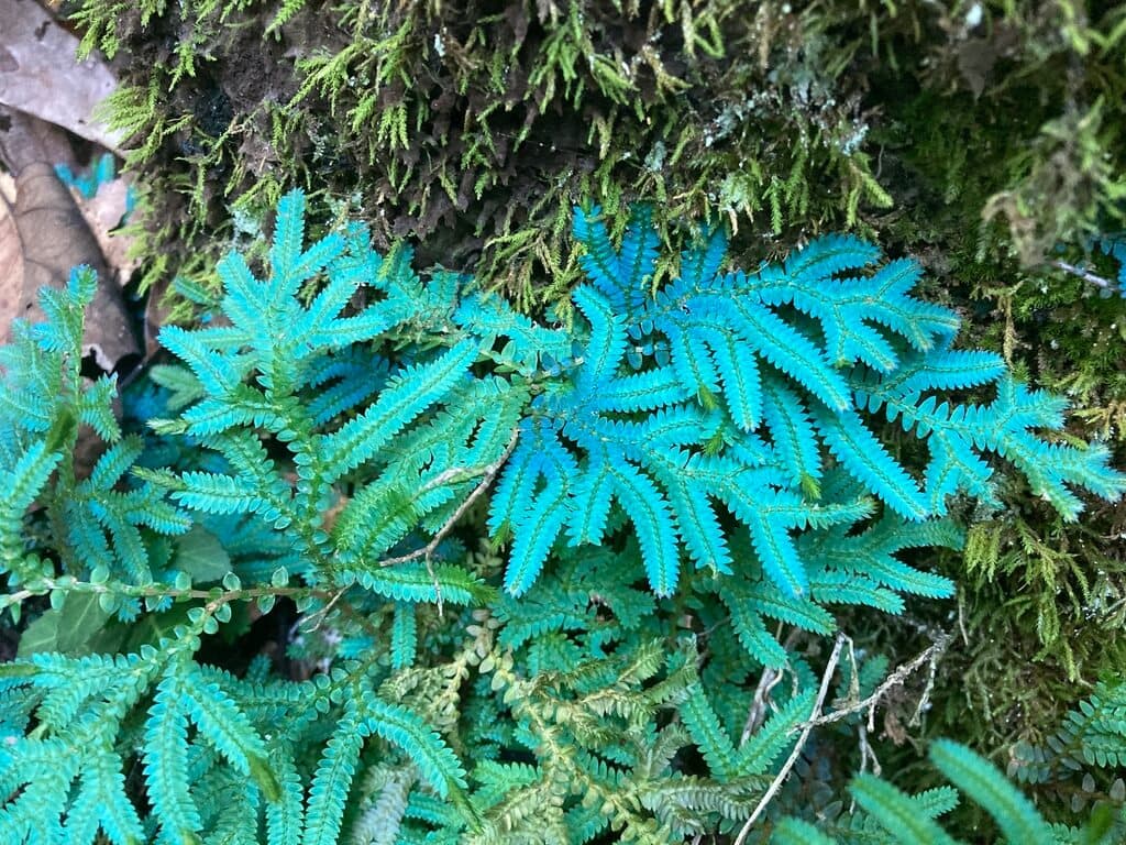 Peacock Fern image