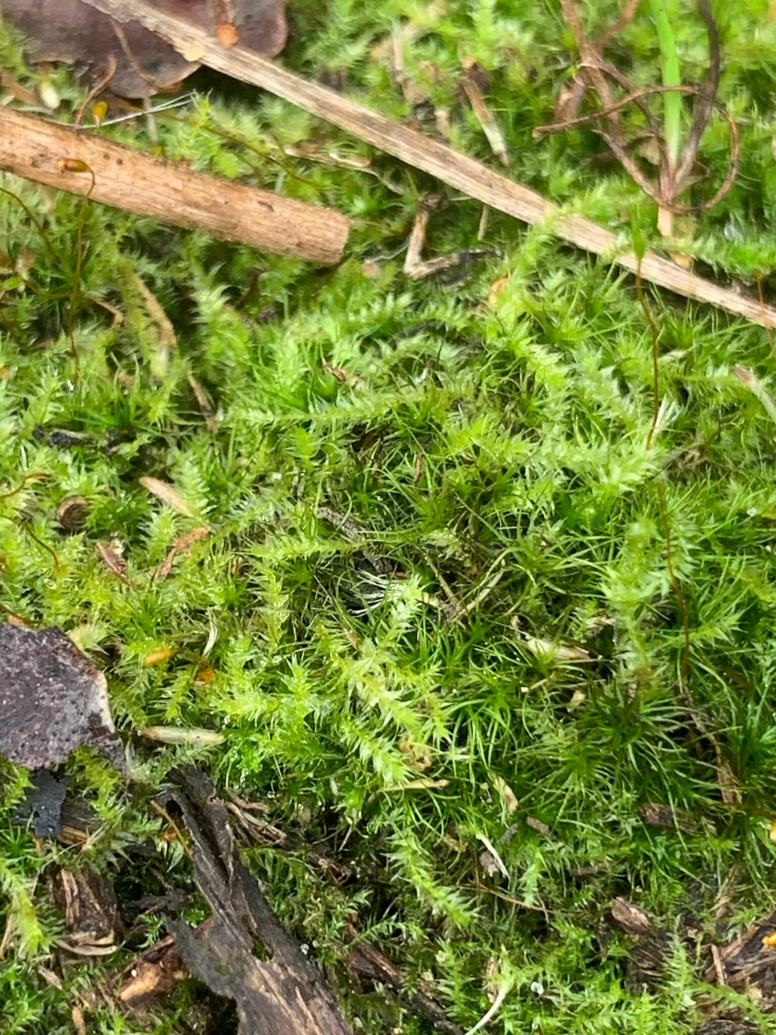 Taiwan Moss image