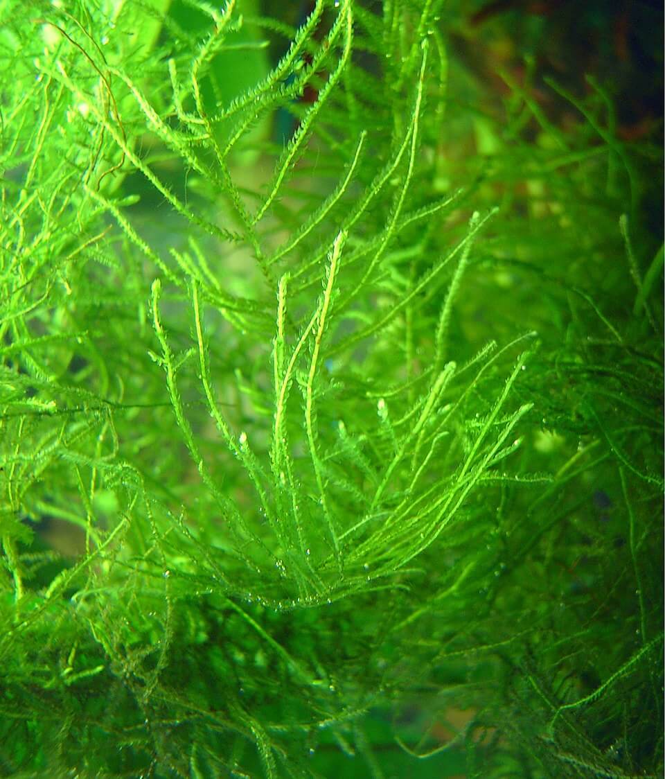 Java Moss image