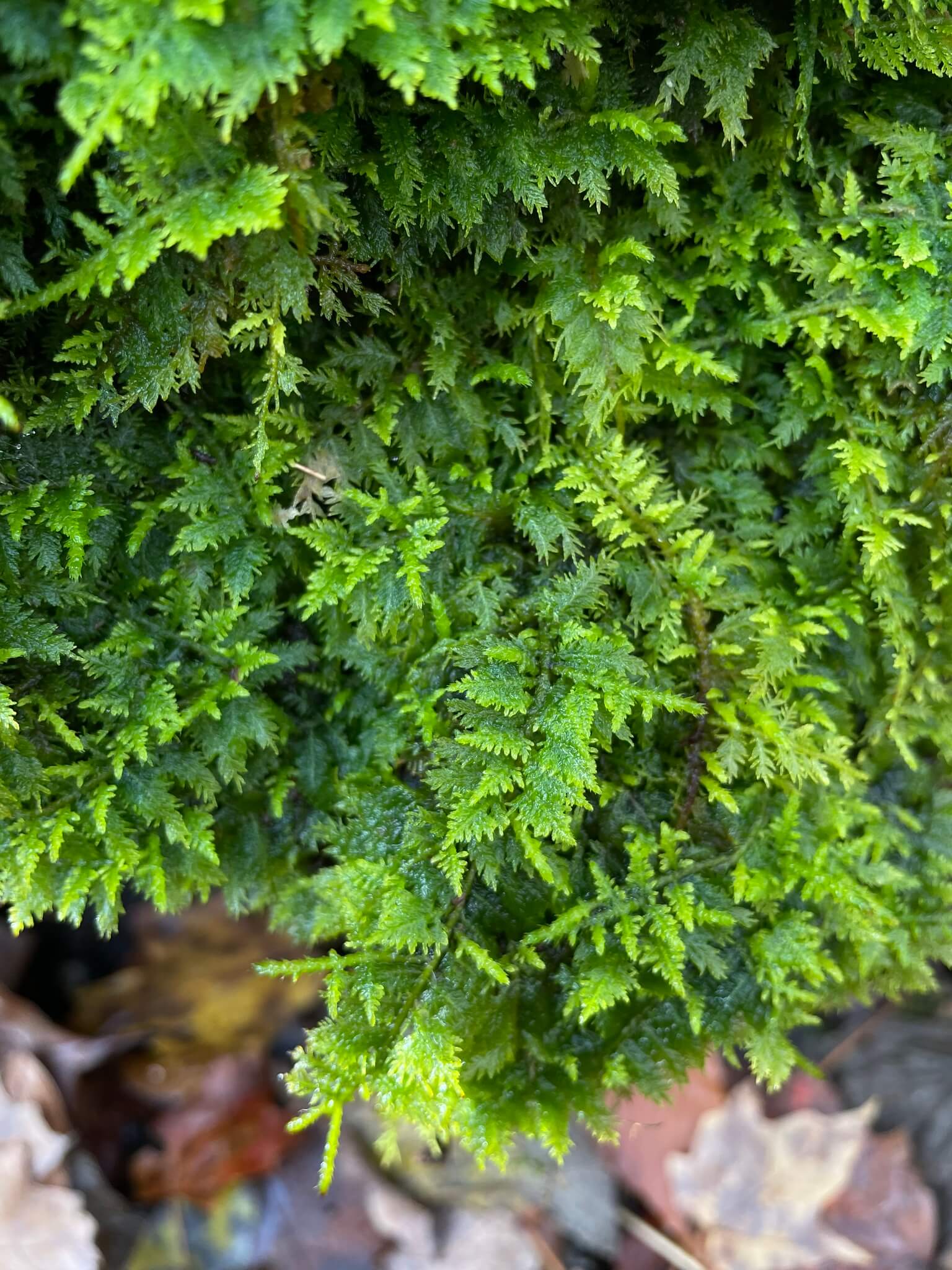 Fern Moss image