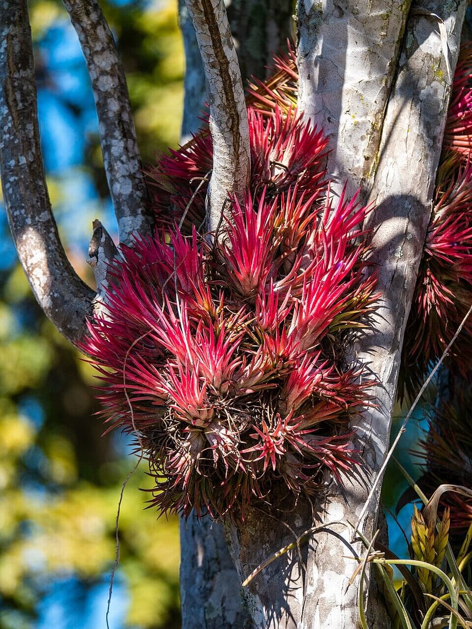 Blushing Bride Air Plant image