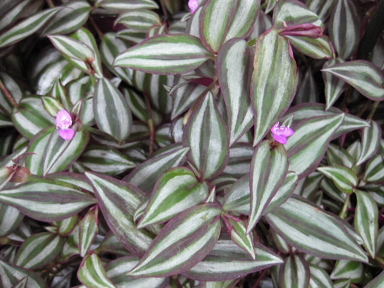 Inch Plant image