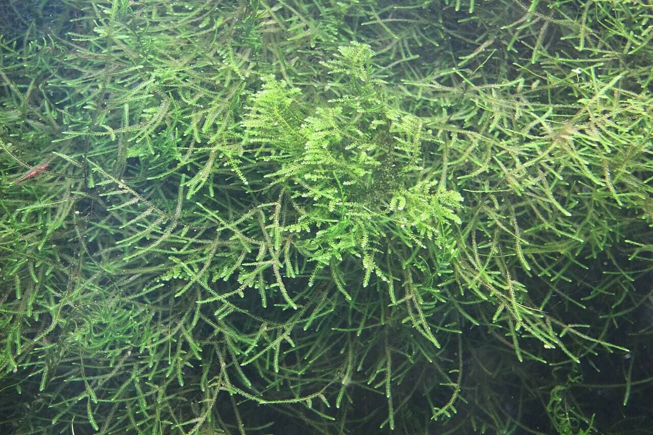 Singapore Moss image