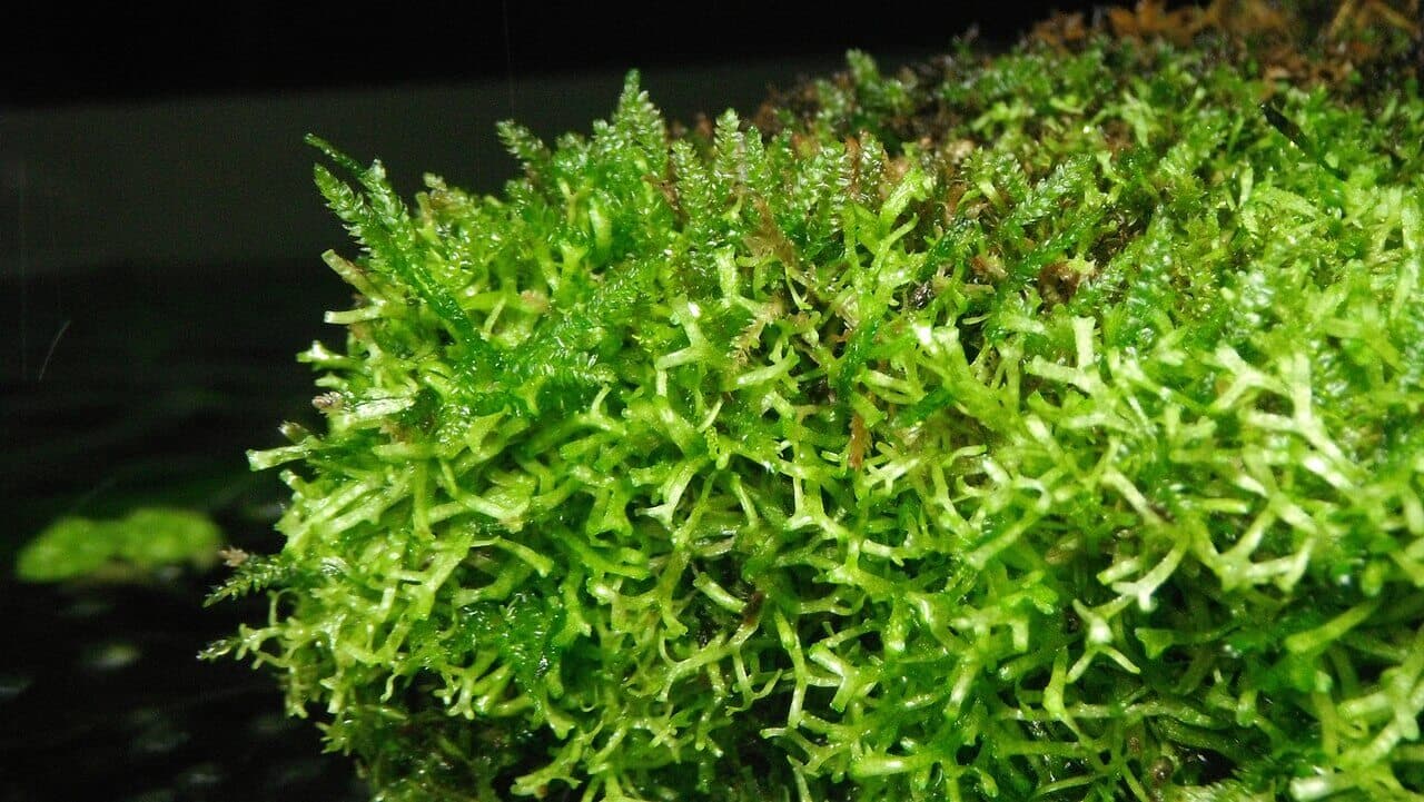 Christmas Moss image