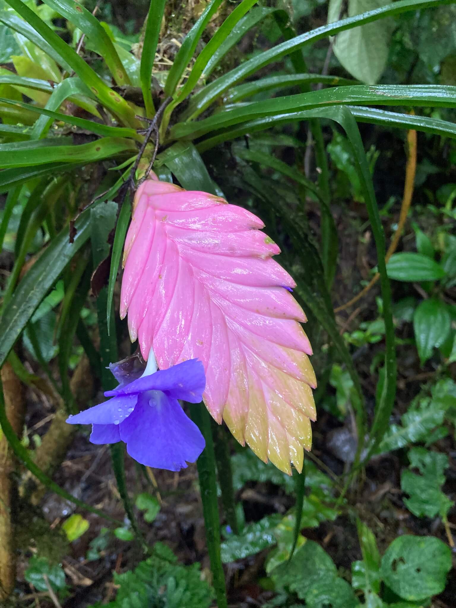 Pink Quill image